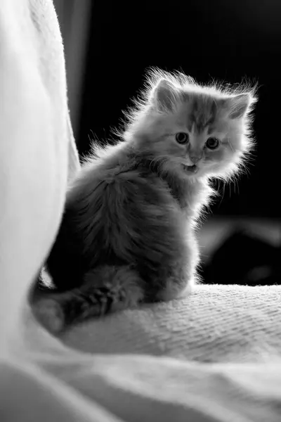 Cute Fluffy Little Cat Monochrome — Stock Photo, Image