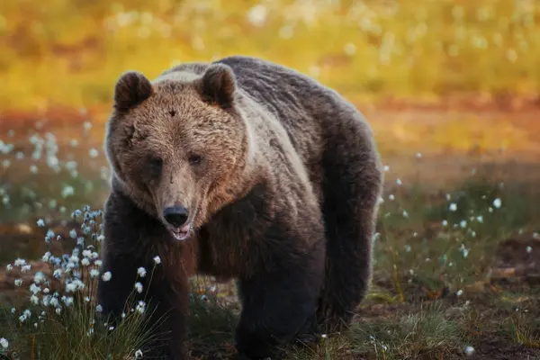 Крупный План Бурого Медведя Лесу Дикая Природа — стоковое фото