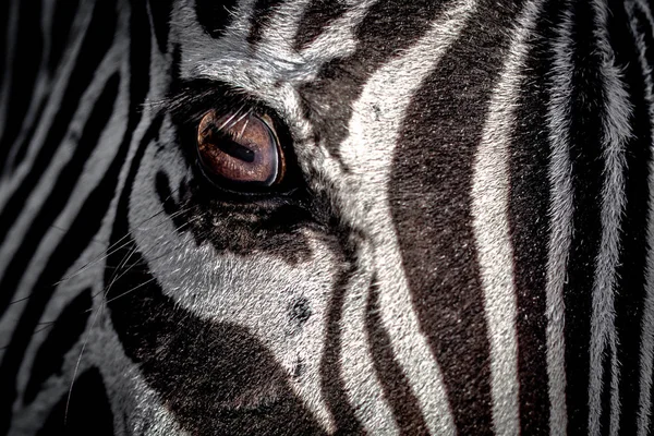 Close Van Zebra Oog Kijken Zijwaarts — Stockfoto