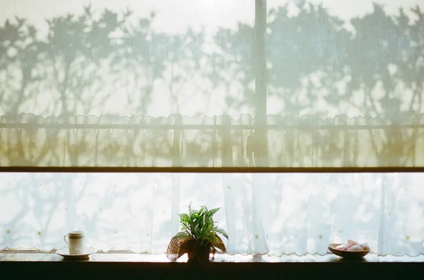 Φυτό Γλάστρα Στέκεται Στο Περβάζι Του Παραθύρου Σκιές — Φωτογραφία Αρχείου
