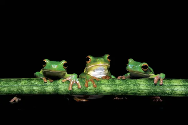 Drie Boomkikkers Vasthouden Aan Stengel Van Een Plant Zwarte Achtergrond — Stockfoto