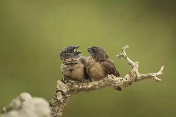 Petits Oiseaux Assis Sur Branche Sur Fond Vert — Photo