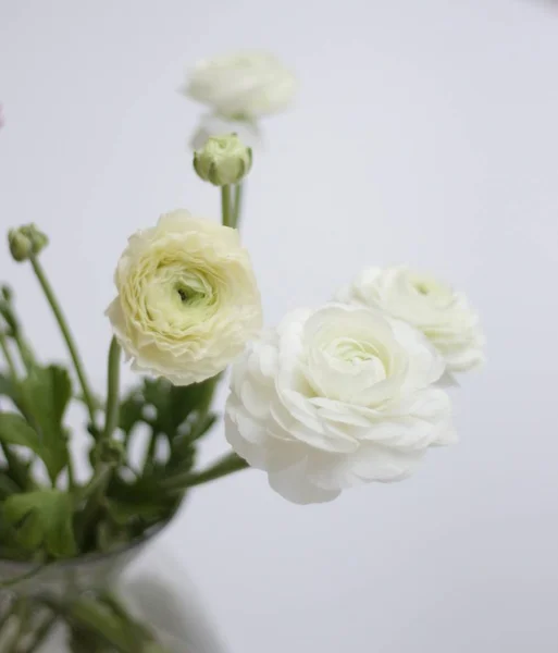 Primer Plano Flores Ranunculas Blancas Jarrón Sobre Fondo Blanco — Foto de Stock