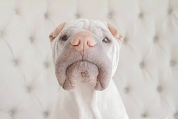 Портрет Білий Китайський Шарпей Собаки — стокове фото