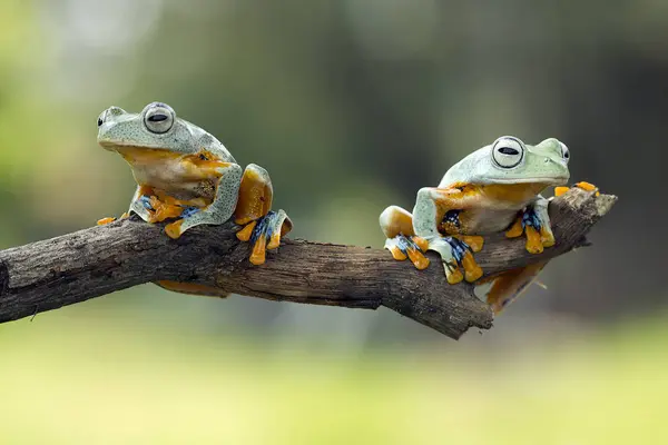 背景をぼかした写真 面白い画像概念に対して枝の上に座って つのみすぼらしいアマガエル — ストック写真