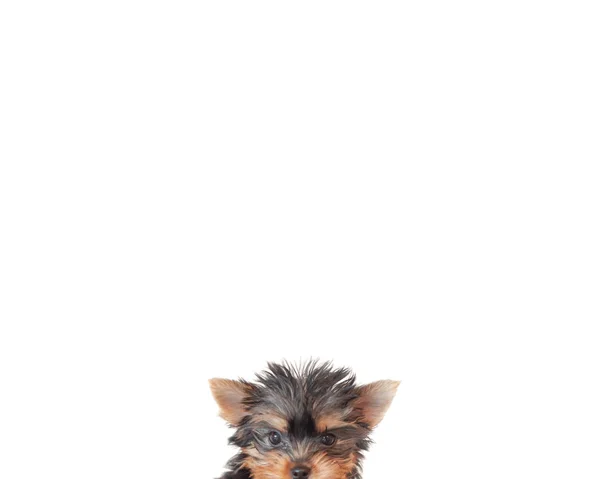 Close Van Een Puppy Yorkie Hond Gezicht Tegen Witte Achtergrond — Stockfoto