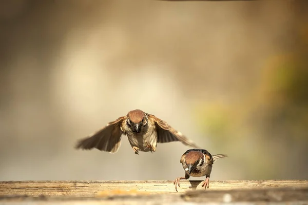 Oiseau Perché Sur Une Branche Avec Oiseau Volant Air Jember — Photo