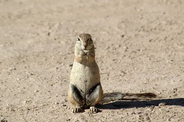 Cape Ground Squirrel Eats Food Namibia Etosha National Park — Stock Photo, Image