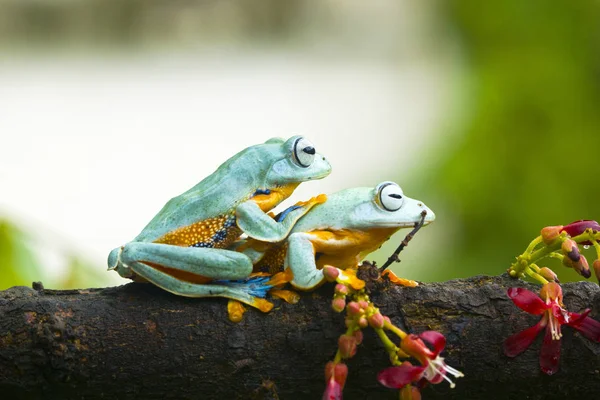 Zwei Javan Gleitende Laubfrösche Auf Ast Sitzend — Stockfoto