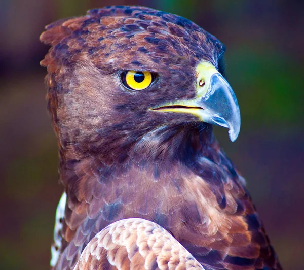 Arka Plan Bulanık Karşı Bir Bozkır Eagle Portresi — Stok fotoğraf