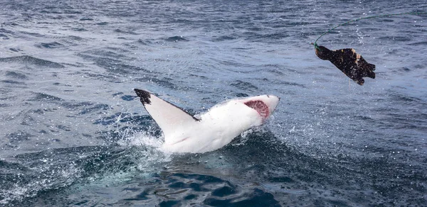 Velký Bílý Žralok Lov Figurína Těsnění — Stock fotografie