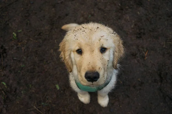 Golden Retriever Puppy Dog Dirty Face — Stock Photo, Image