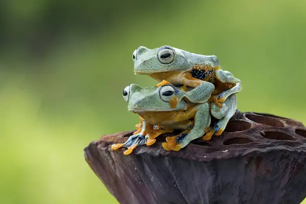 別ツリーのカエル 緑色背景をぼかした写真の上に座っているアマガエル — ストック写真