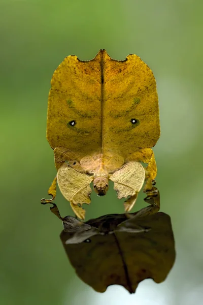 Portrét Phyllium Rozostřeného Pozadí — Stock fotografie