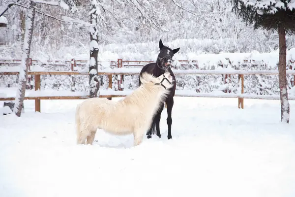 Caballo Negro Pony Blanco Jugando Nieve — Foto de Stock