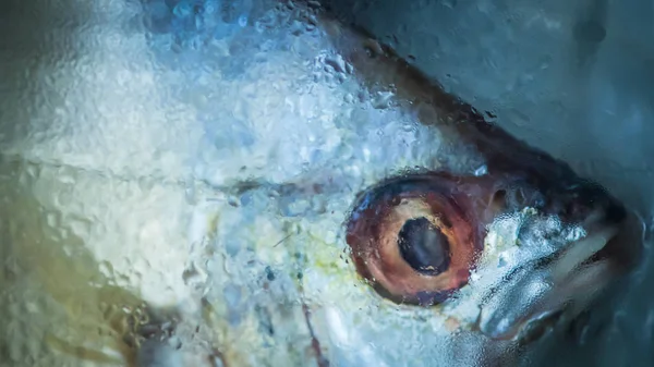 Dondurulmuş Balık Kafası Görünümünü Yakın Çekim — Stok fotoğraf