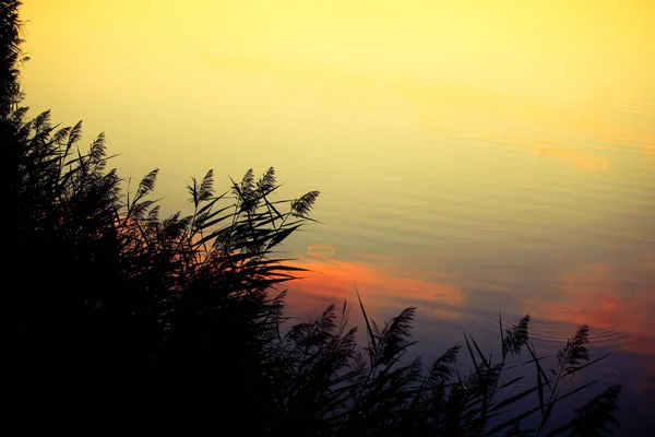 Reflexão Amarela Lago Grama Silhueta Primeiro Plano — Fotografia de Stock