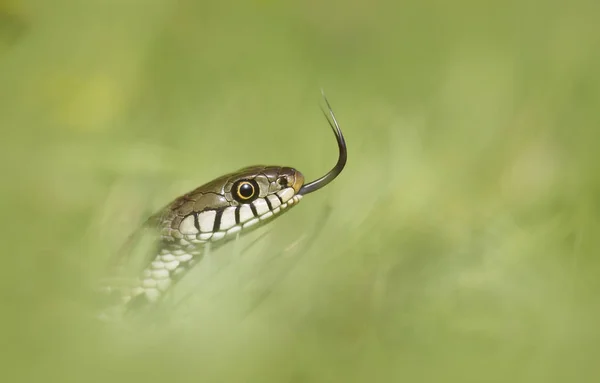 Nahaufnahme Einer Ringelnatter Die Der Natur Die Zunge Schwingt — Stockfoto