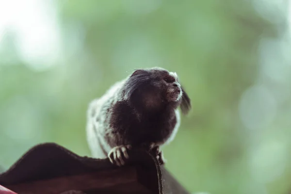 Marmoset Monkey Sitting Wooden Cupboard Brazil — Stock Photo, Image