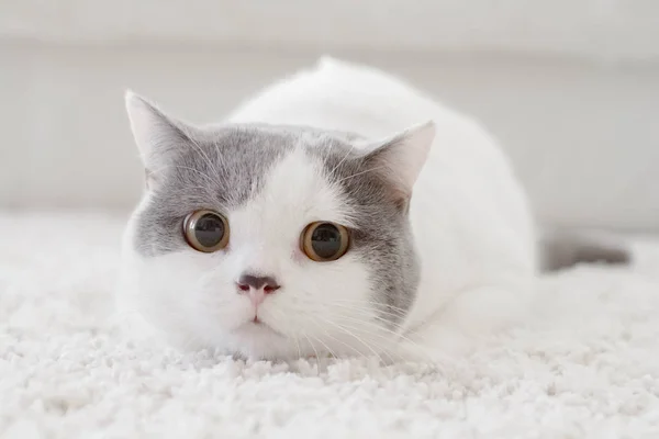 敷物の上に横たわるブリティッシュショートヘアの猫の肖像画 — ストック写真