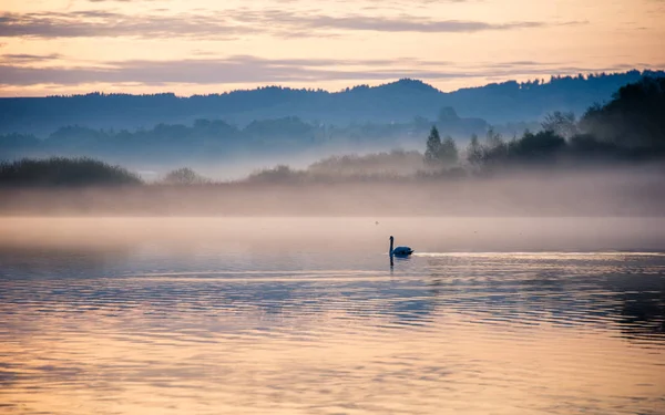 Swan Lake Morning Mist Salzburg Austria — Stock Photo, Image