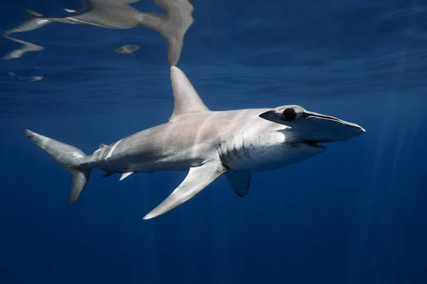 シロシュモクザメ サメの海のプール — ストック写真