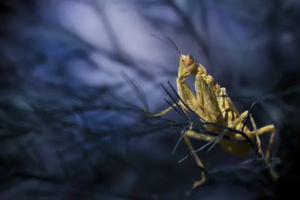 Macro Foto Van Praying Mantis Zitten Donkere Takken — Stockfoto