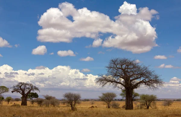 Vista Panorâmica Baobás Acácias Parque Nacional Tarangire Manyara Tanzânia — Fotografia de Stock