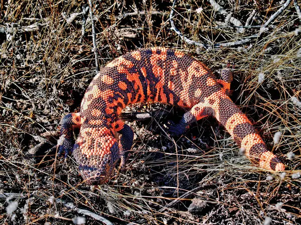 Venomous Gila Monster Dry Grass — Stock Photo, Image