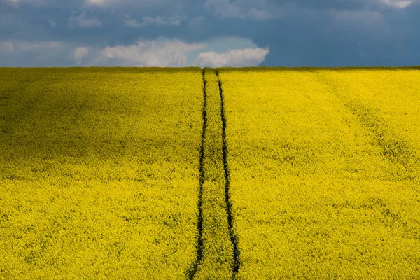 Festői Kilátással Menetvonalak Keresztül Repce Field Cernay Les Reims — Stock Fotó