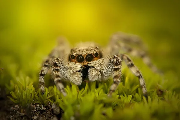 Nahaufnahme Einer Springenden Spinne Gras Die Die Kamera Blickt — Stockfoto