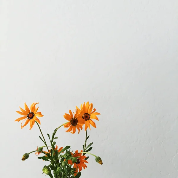 Orange Blommor Vit Bakgrund — Stockfoto
