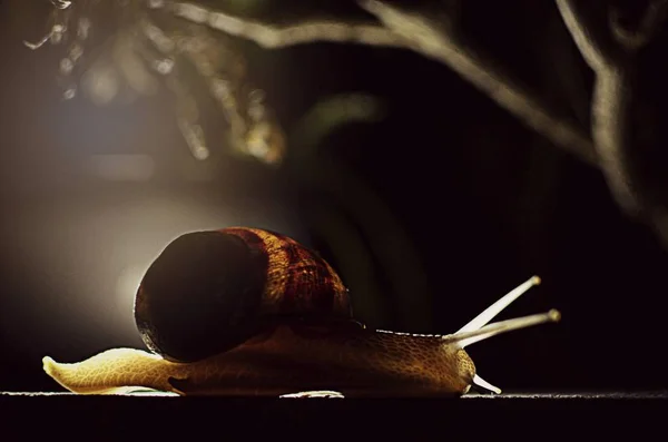 Close View Snail Night Time — Stock Photo, Image