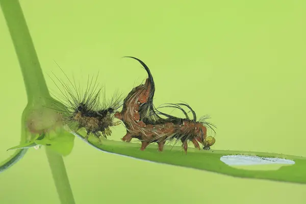 Caterpillar Shedding Skin Green Background — Stock Photo, Image