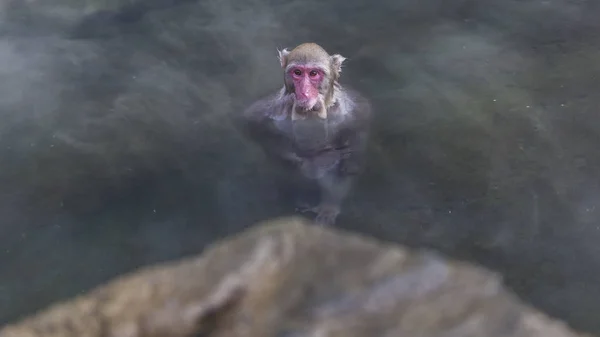 Scimmia Delle Nevi Giapponese Che Bagno Nella Primavera Calda Nagano — Foto Stock