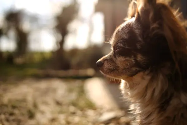 Close Portrait Cute Chihuahua Dog Outdoors — Stock Photo, Image