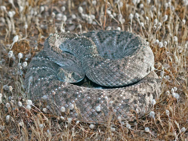 Westliche Rauten Klapperschlange Trockenen Gras — Stockfoto