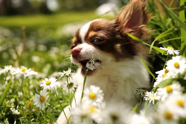 Retrato Cachorro Chihuahua Comendo Flores Jardim — Fotografia de Stock
