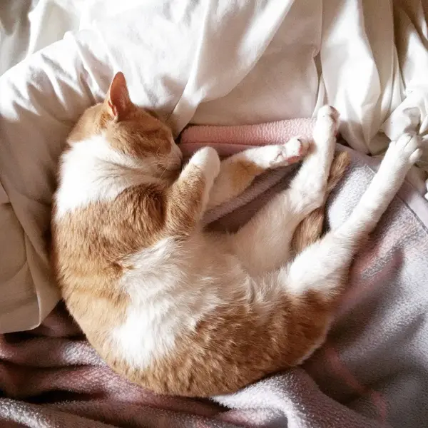 Fluffy Cat Lying Bed Sleeping — Stock Photo, Image
