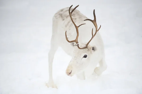 Wit Rendieren Sneeuw Inari Lapland Finland — Stockfoto