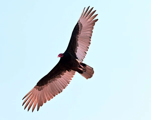 Vue Faible Angle Turquie Vulture Vous Cherchez Nourriture — Photo