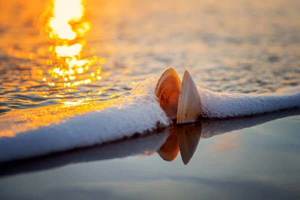 Vista Panoramica Della Conchiglia Sulla Spiaggia Sorgere Del Sole — Foto Stock