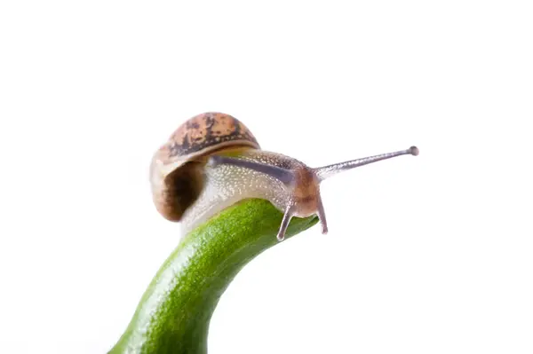 Close Caracol Tronco Verde Fundo Branco — Fotografia de Stock