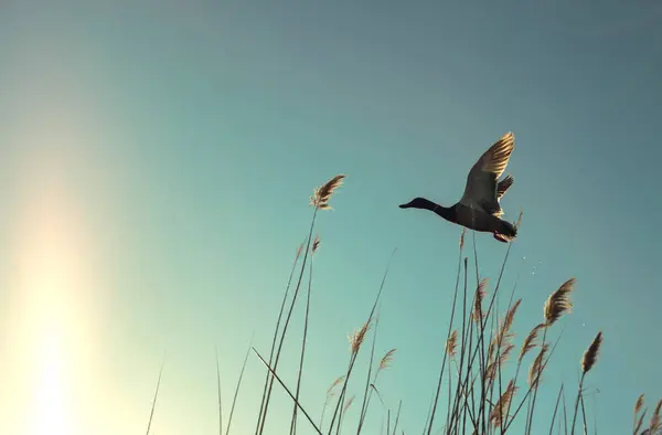空の下で空飛ぶアヒルのローアングル ビュー — ストック写真