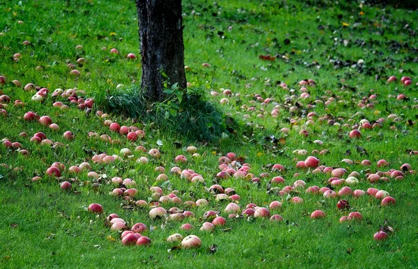 リンゴの木の下で秋のりんご — ストック写真