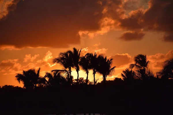 Vue Panoramique Sur Coucher Soleil Silhouette Des Palmiers — Photo