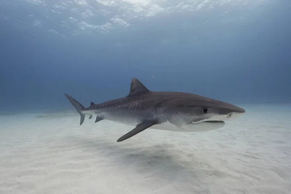 水の下で泳ぐイタチザメ — ストック写真