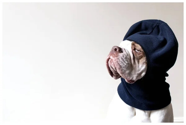 White Bulldog Blue Balaclava White Background — Stock Photo, Image