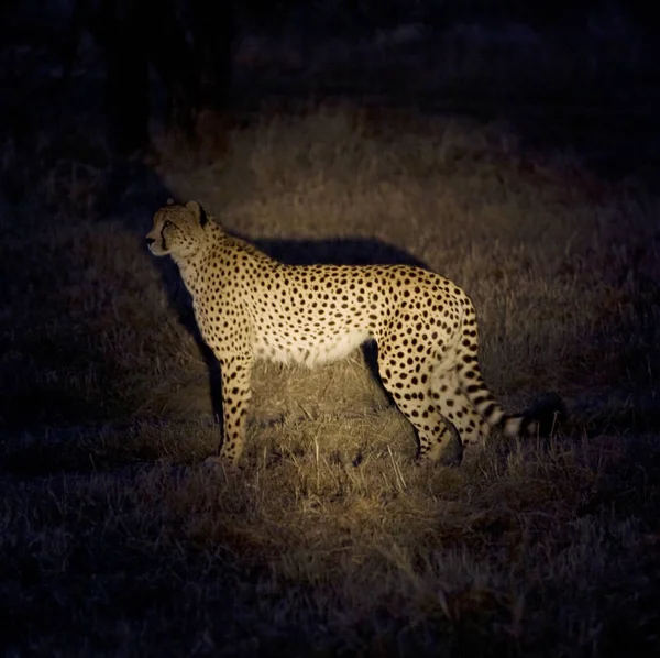 Ειδοποίησε Cheetah Στέκεται Στο Γρασίδι Νύχτα — Φωτογραφία Αρχείου