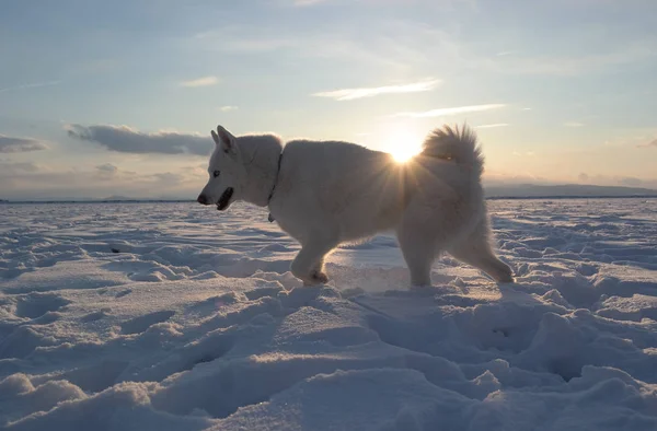 Cane Husky Bianco Che Cammina Nella Neve — Foto Stock